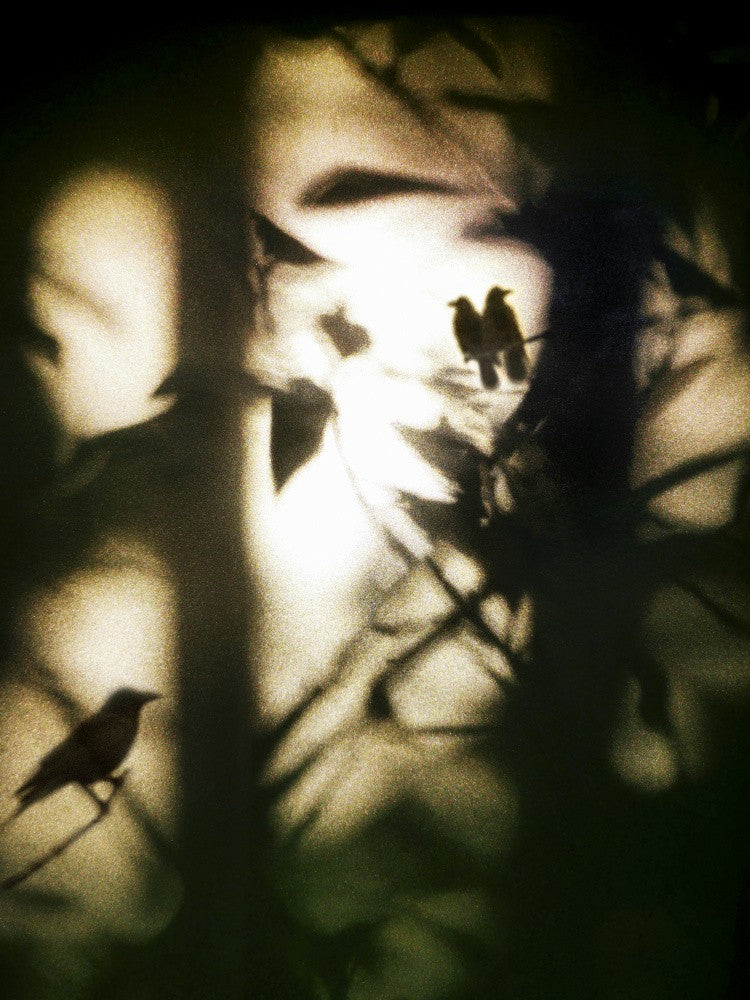 Three Birds