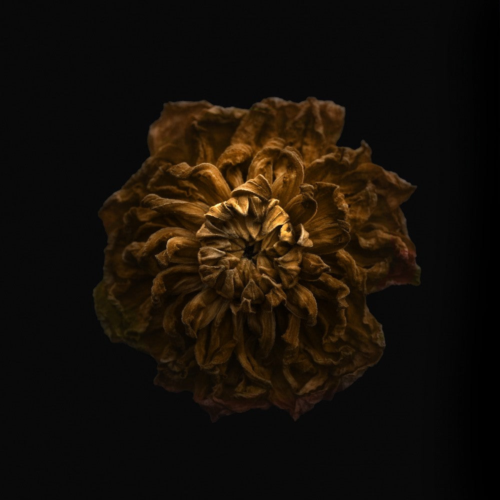 Withered Dahlia