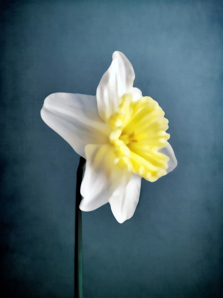 Narciso (9)