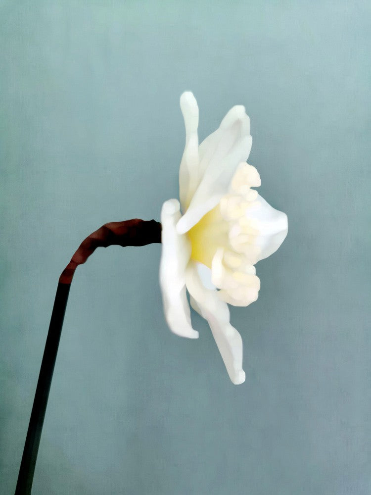 Narciso (2)