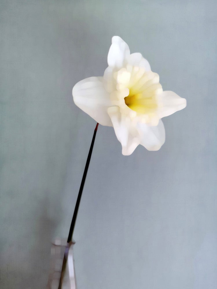 Narciso (1)