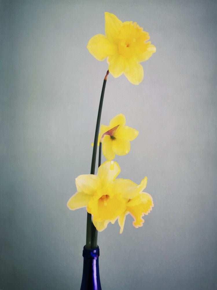 Four Daffies