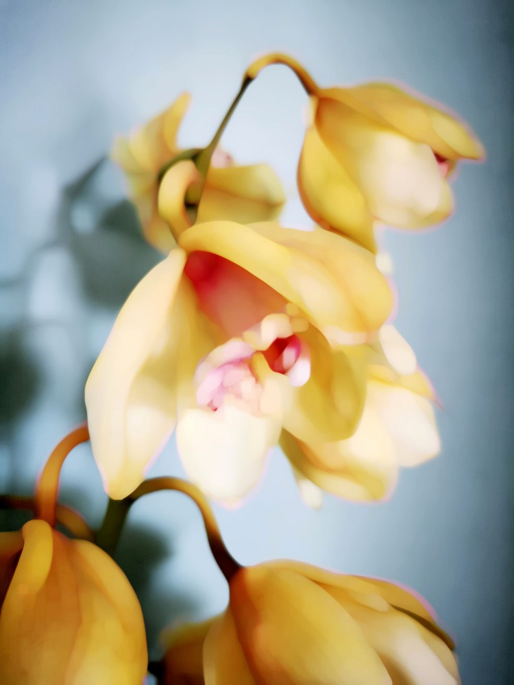 Orchids (14)