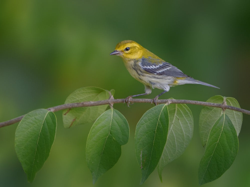 Black-throated Green Warbler