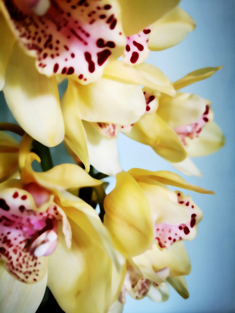 Orchids (9)