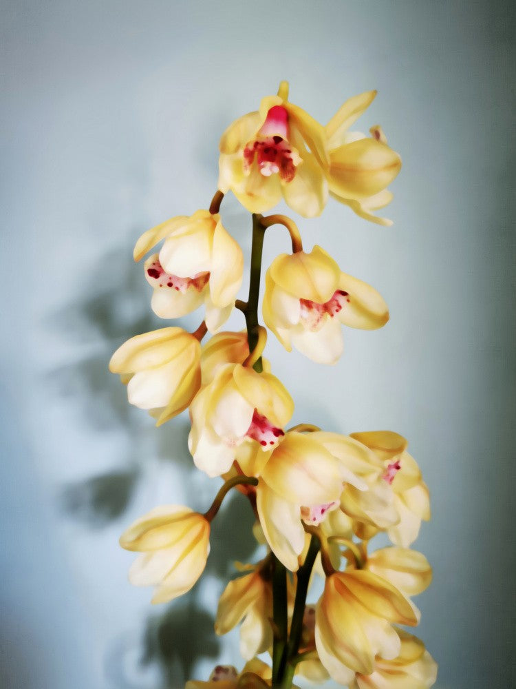 Orchids (1)