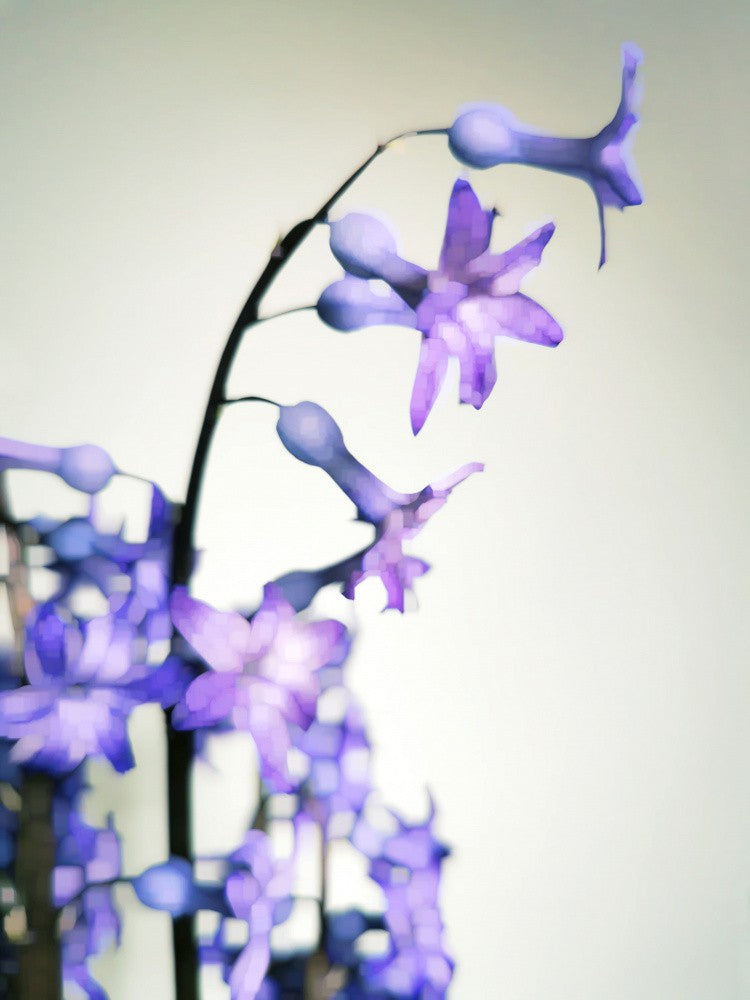 Hyacinth (1)