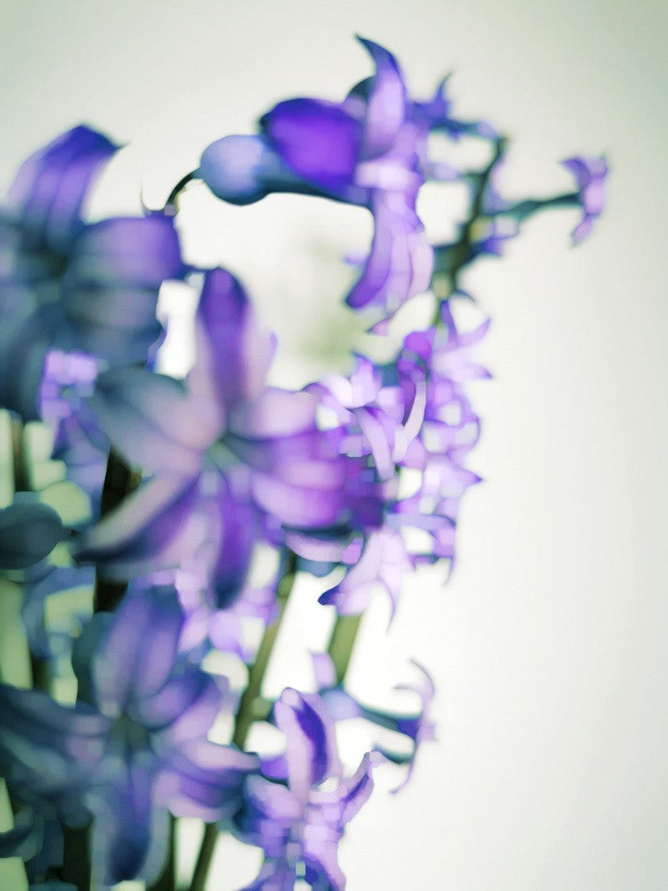 Hyacinth (2)