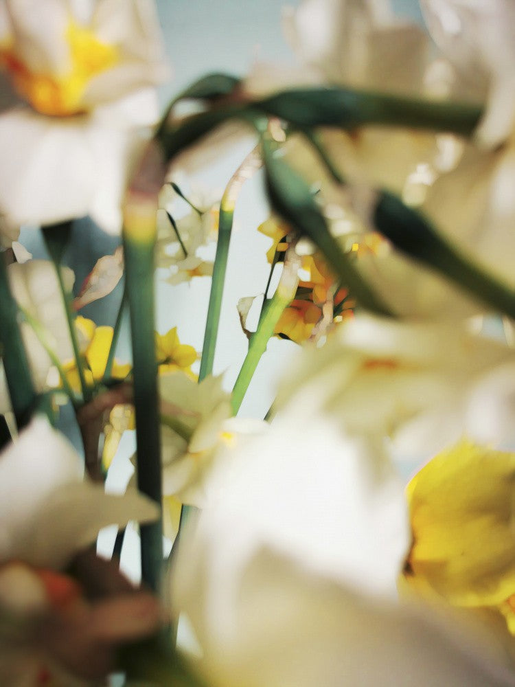 Primavera (4)