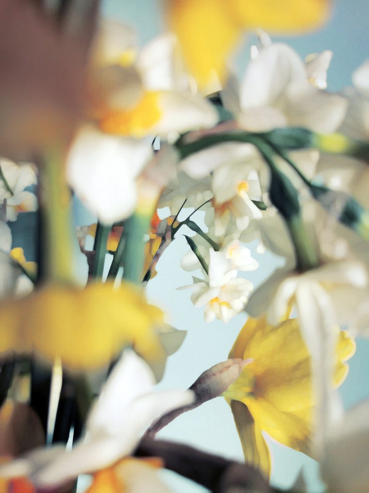 Primavera (3)