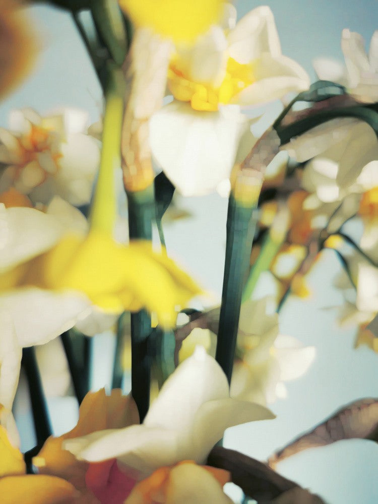 Primavera (1)
