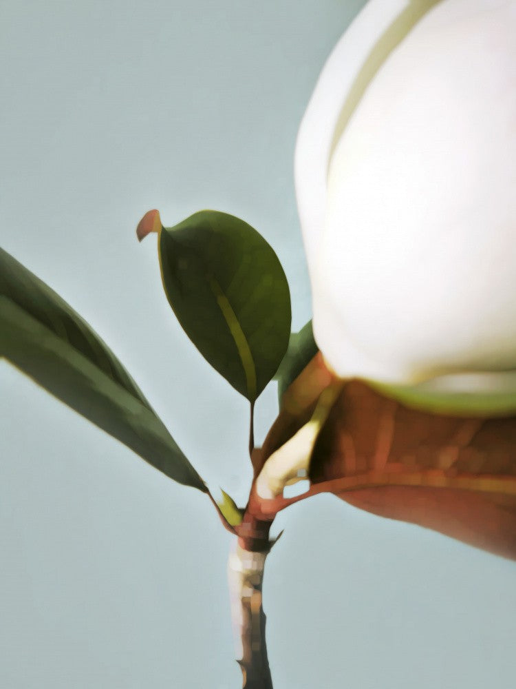 Magnolia Stem