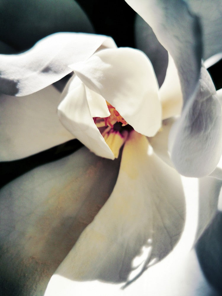 Magnolia Swag