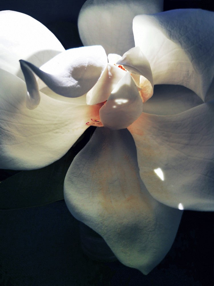 Magnolia (10)