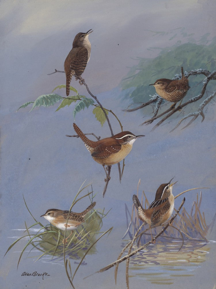 Wren By Allan Brooks