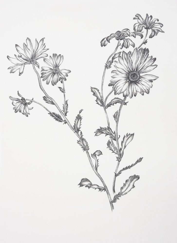 Où sont passées toutes les fleurs ..