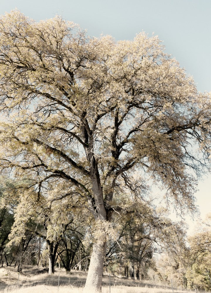 Oak Tree II