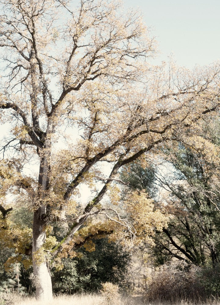 Oak Tree I