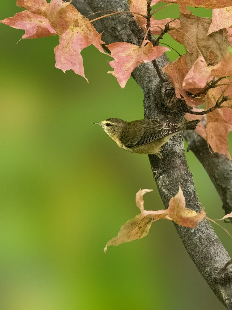 Autumn Perch – Tennessee Warbler