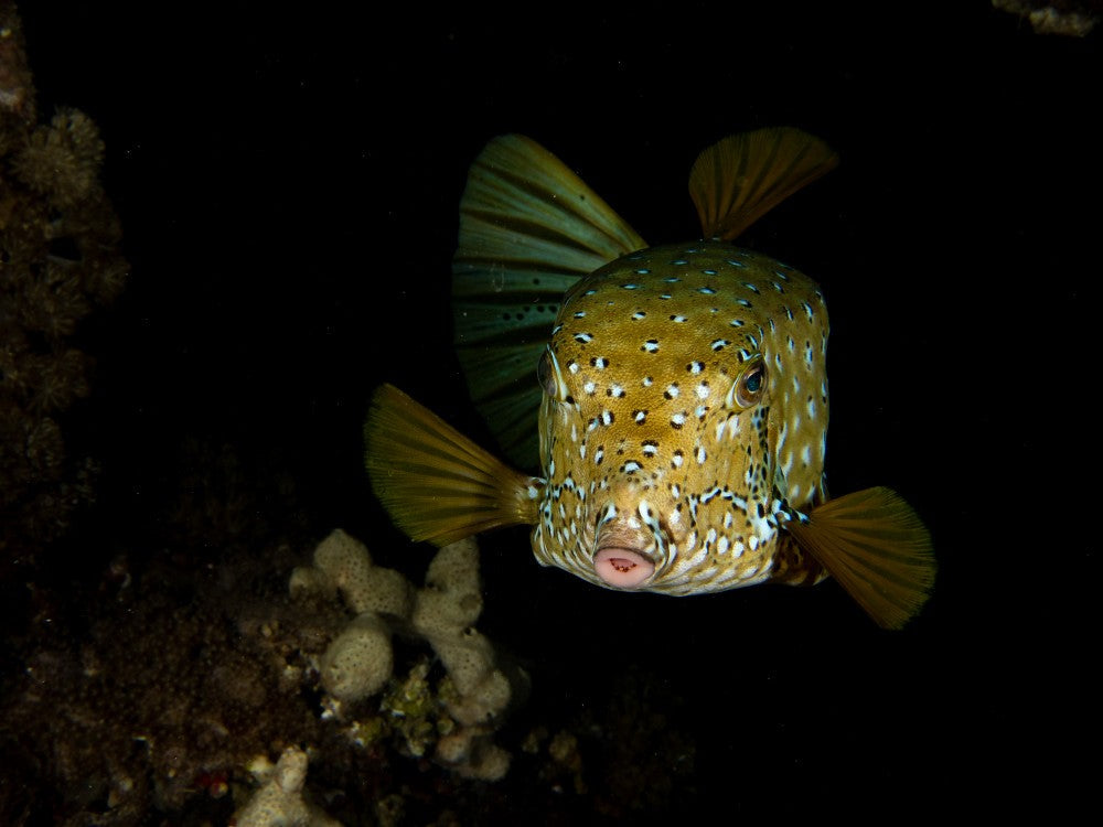 Yellow Boxfish