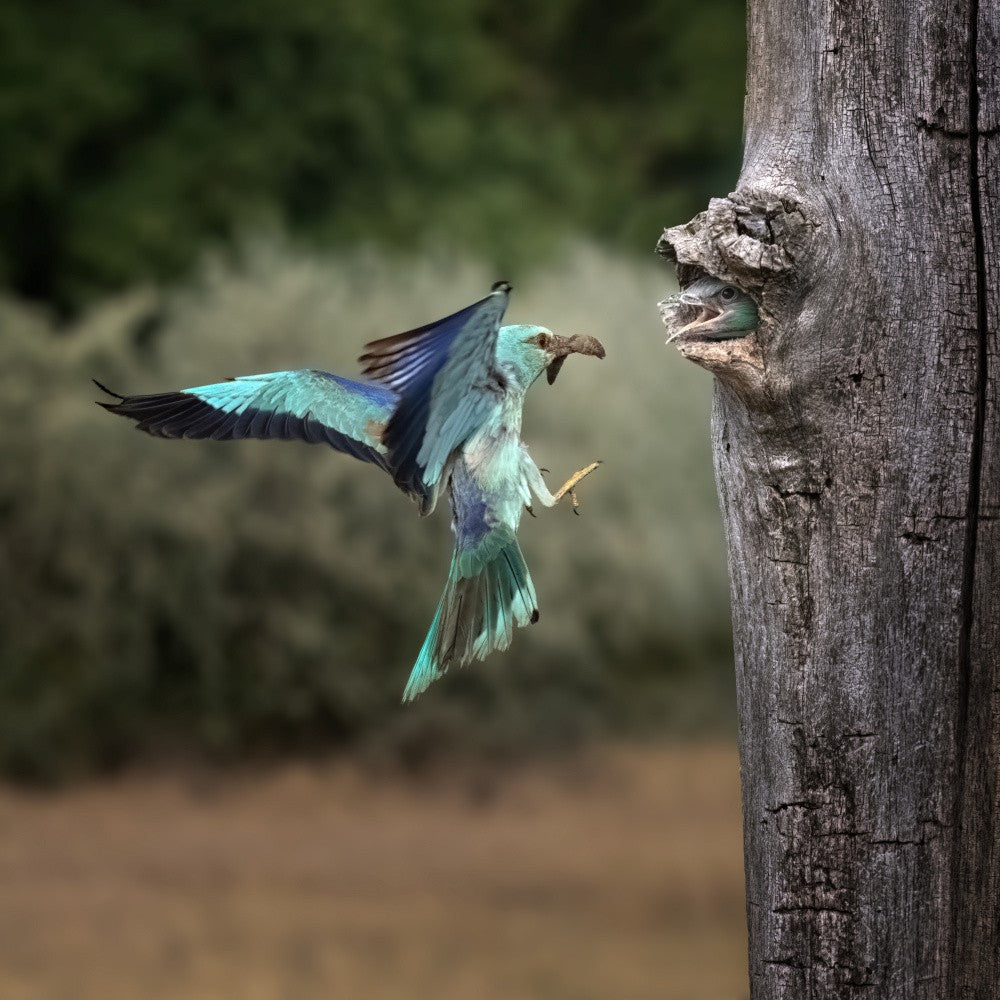 Feeding