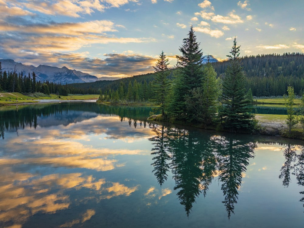 Pines at Sunrise on Cascade