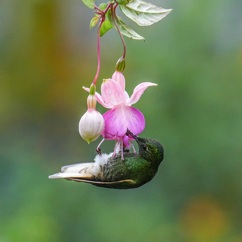 Gelassenheit in Blüten