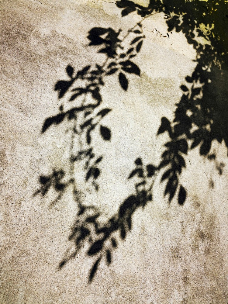 A Wall In Venice