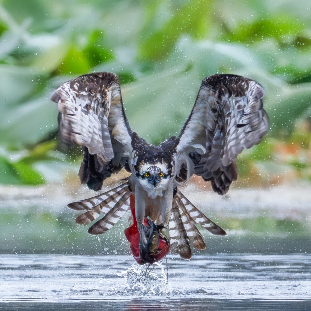 Osprey Catching a Kokanee Salmon