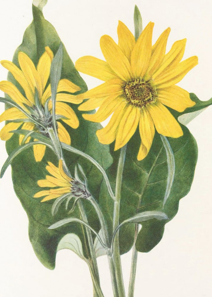 Balsamroot From North American Wildflowers (1925) By Mary Vaux Walcott