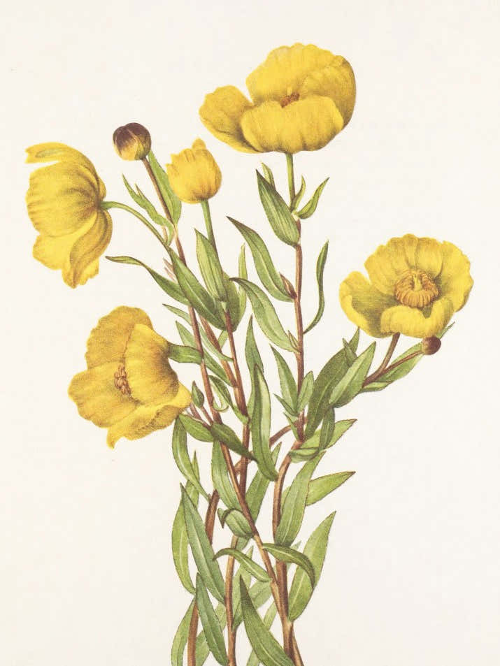 Bushpoppy From North American Wildflowers (1925) By Mary Vaux Walcott