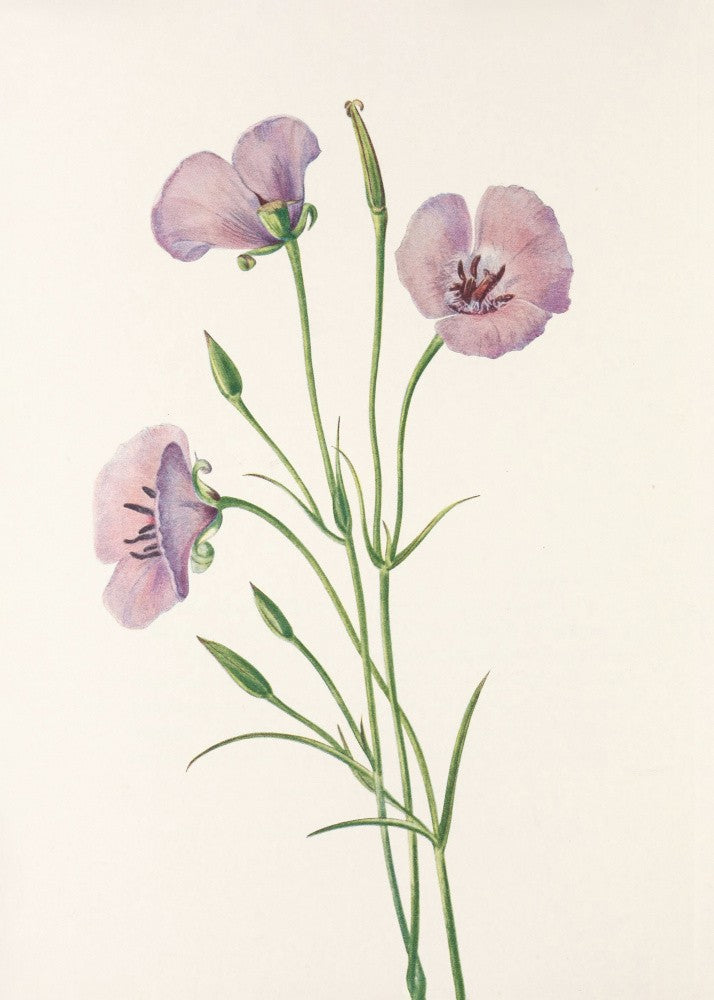 Lilac Mariposa From North American Wildflowers (1925) By Mary Vaux Walcott