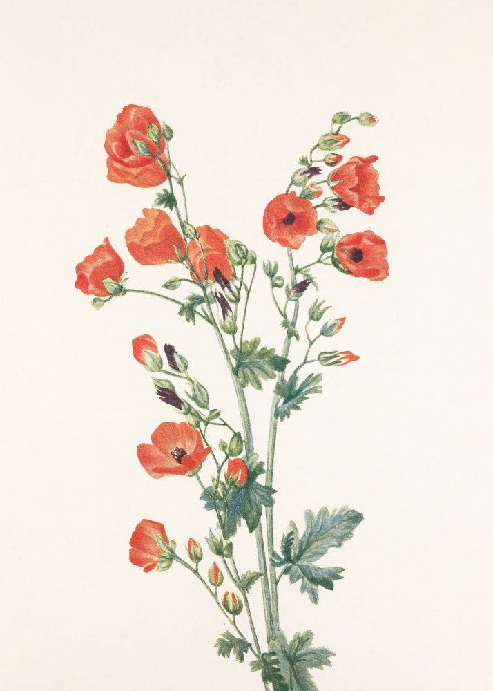 Scarlet Globe Mallow From North American Wildflowers (1925) By Mary Vaux Walcott