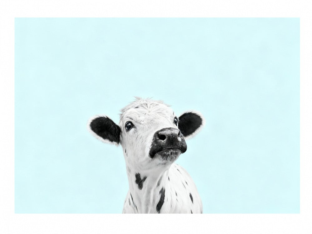 Holstein Baby Cow