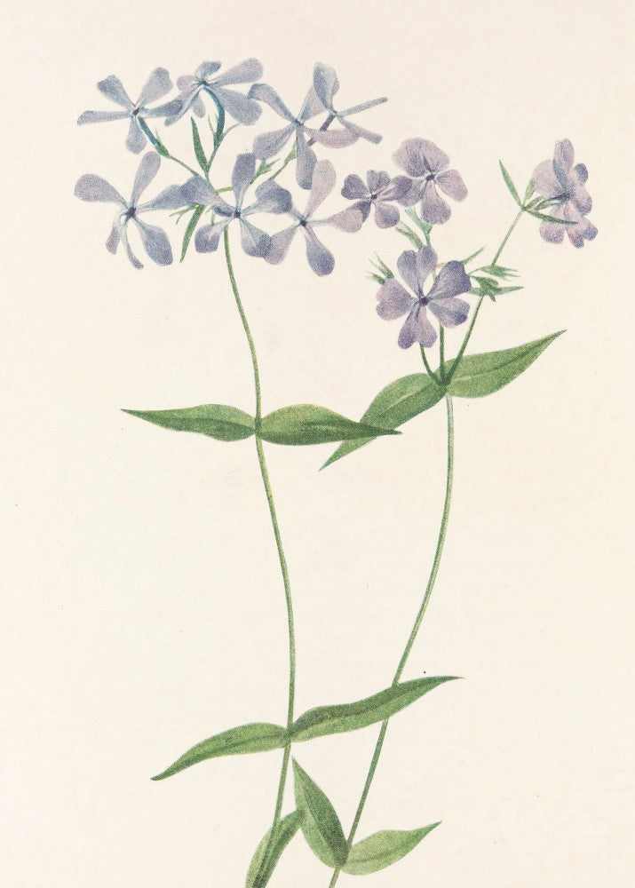 Blue Phlox From North American Wildflowers (1925) By Mary Vaux Walcott.