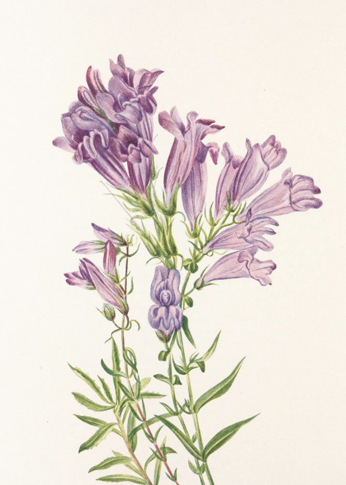 Purple Penstemon From North American Wildflowers (1925) By Mary Vaux Walcott