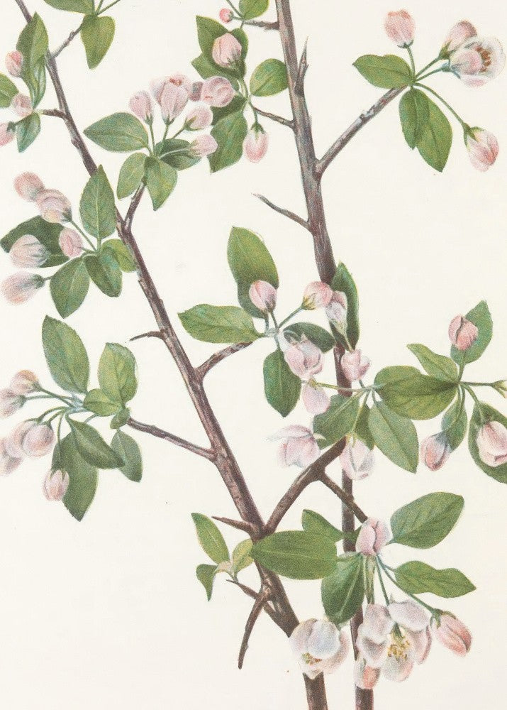 Wild Sweet Crab From North American Wildflowers (1925) By Mary Vaux Walcott.