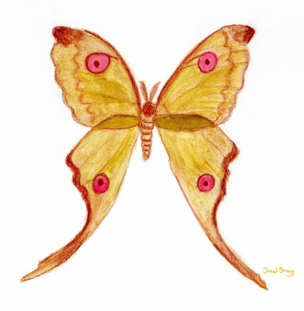 Moth Endearment III