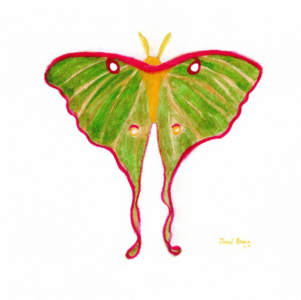 Moth Endearment II