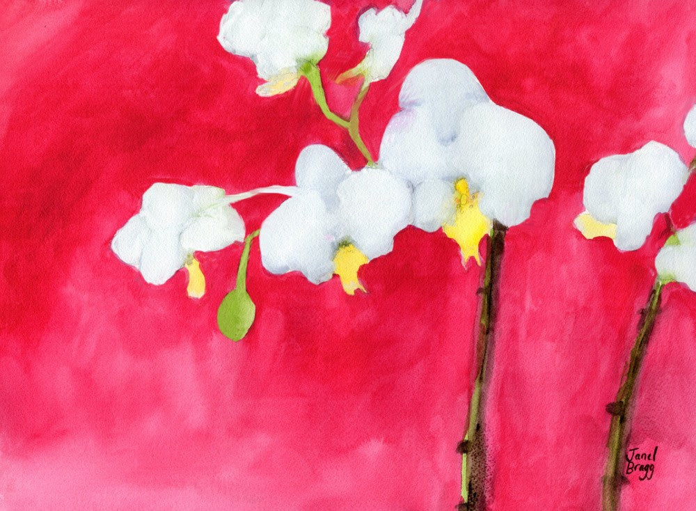 Orchid in Pink