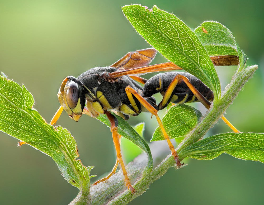 Sentinel among leaves