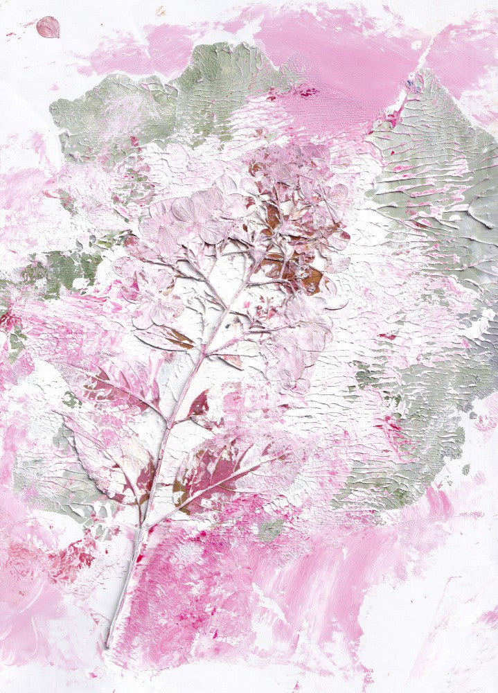 Hortensia Pink