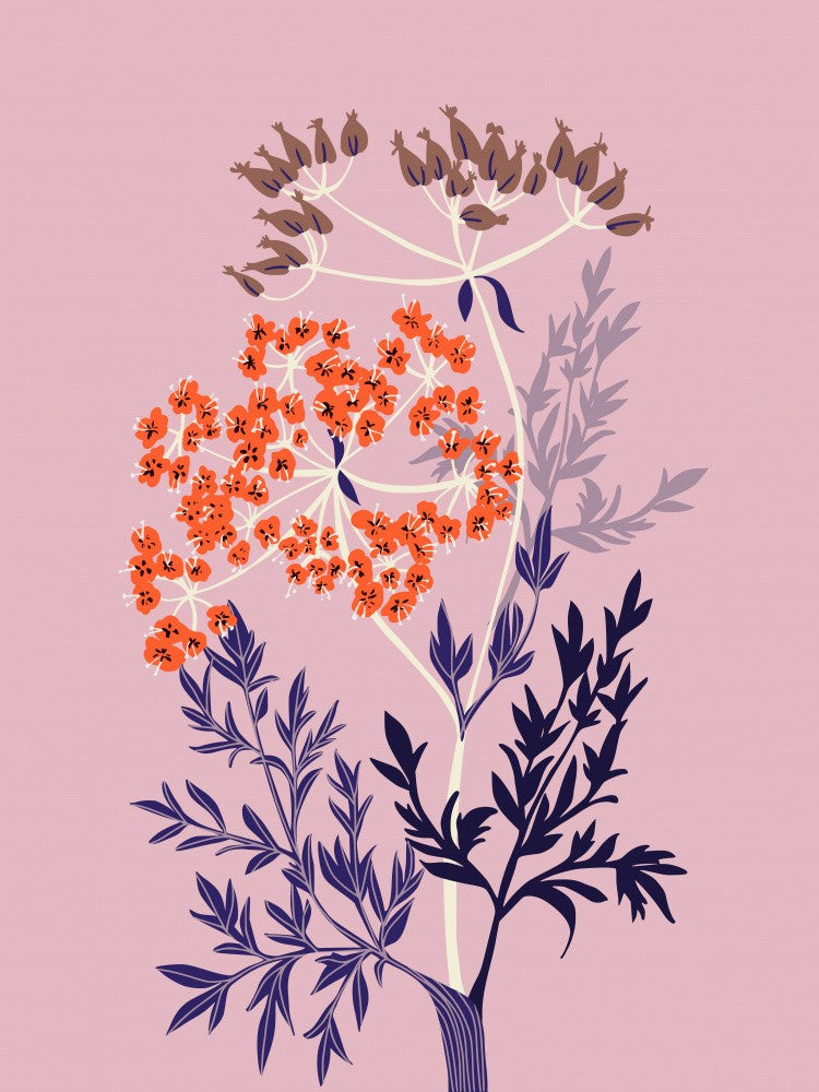 Sunset orange Queen Anne´s lace