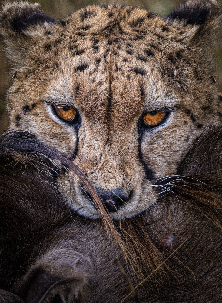 Eyes of the Hunt