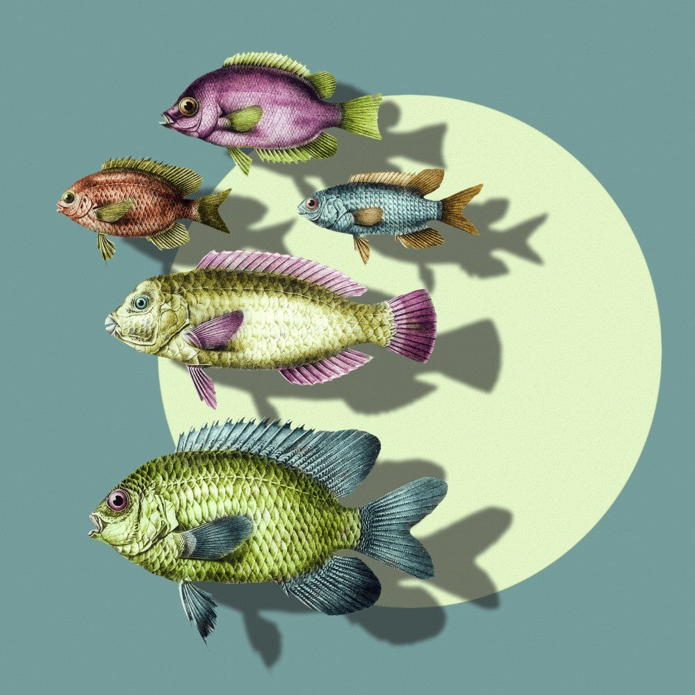For the Love of Fish