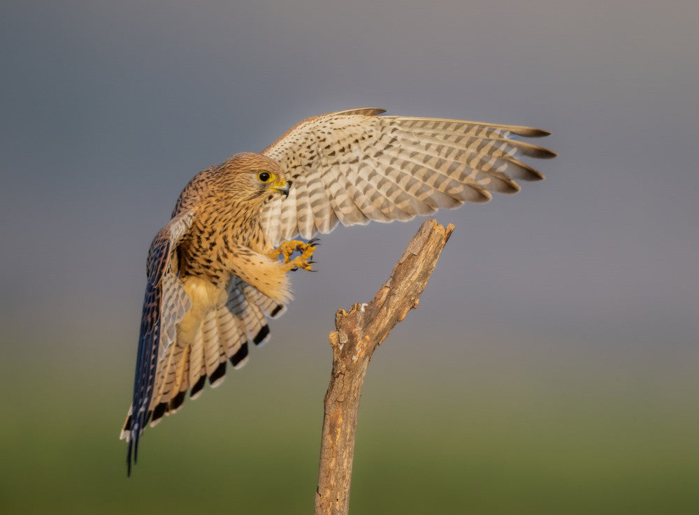 Morning landing