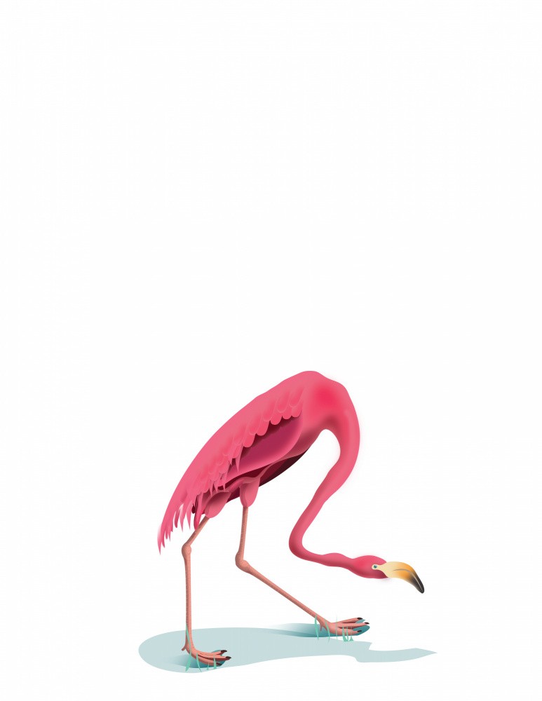 Flamingo