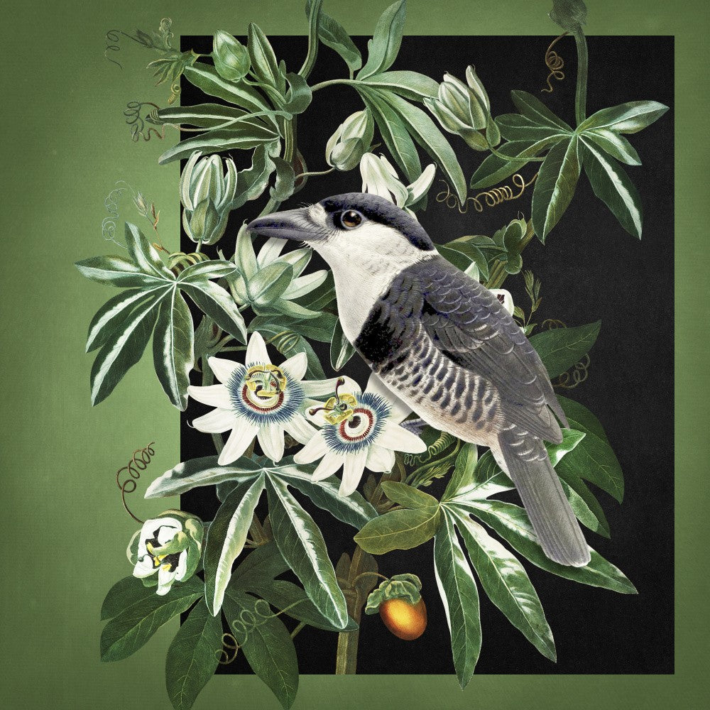 L'oiseau Et La Passiflore