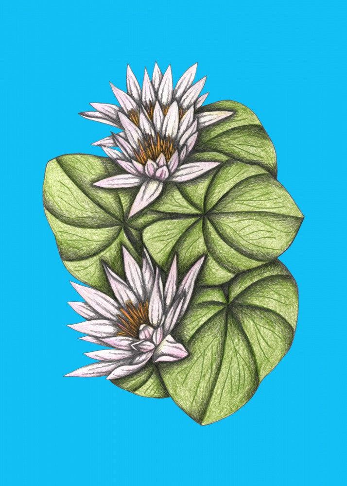 Wild Waterlilies