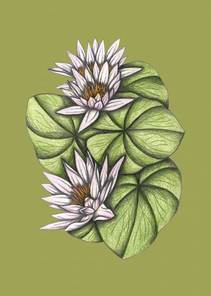 Wild Waterlilies